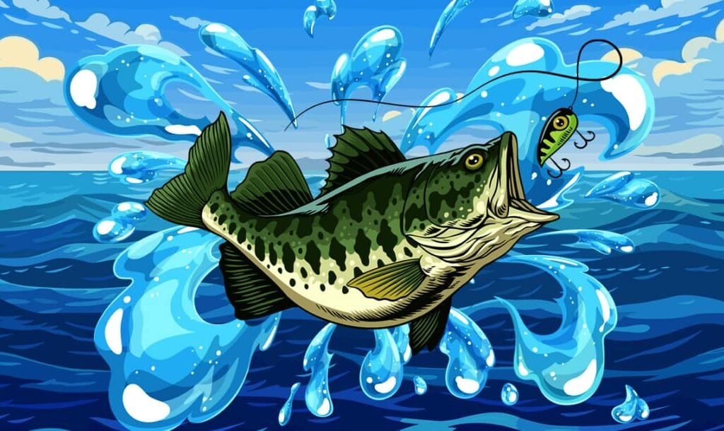 A detailed illustration of a big mouth bass, highlighting its features as it is caught during a fishing expedition.